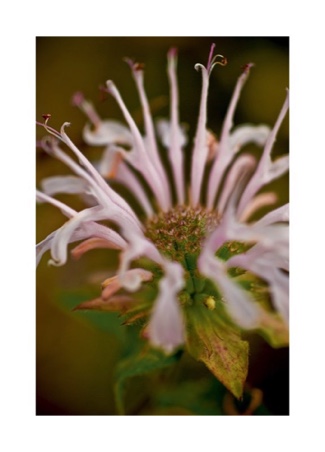 MONARDA DIDYMA L